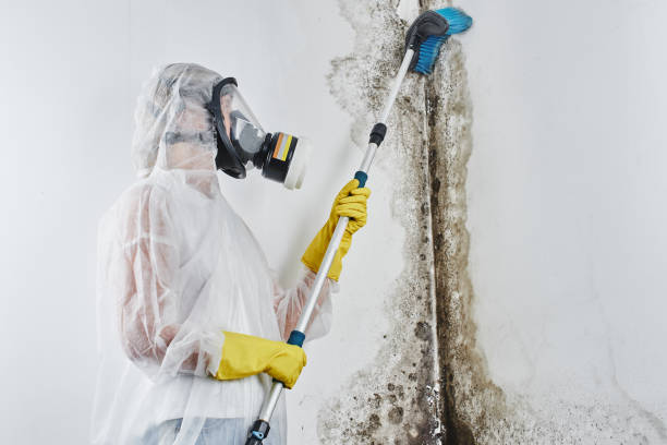 Best Certified Mold Removal  in Glasgow, MO