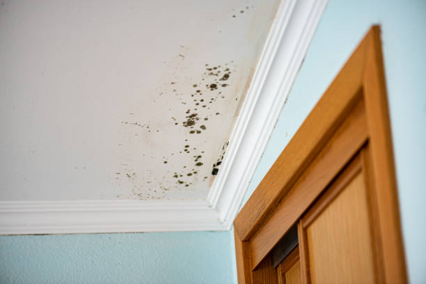 Best Toxic Mold Removal  in Glasgow, MO