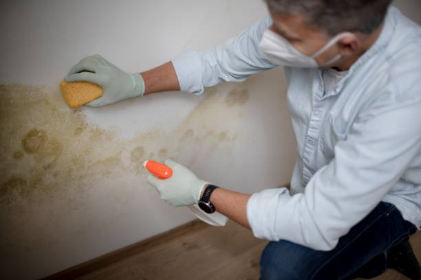 Best Fast Mold Removal  in Glasgow, MO