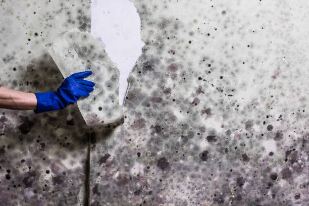 Trusted Glasgow, MO Mold Removal Experts